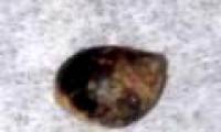 The snail grows in the body through the wound
