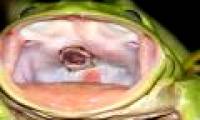 The snake snakes up to find its way out of the frog's throat