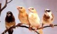 The sooner the eggs are laid, the better the birds sing