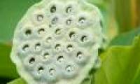 The source of trypophobia pneumonia