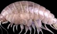 The species eats plastic in the deepest ocean groove in the world