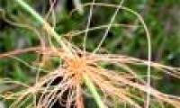 The species of blood-sucking plants