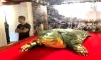 The specimen of the Sword Lake Turtle was brought to Ngoc Son Temple