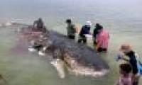 The sperm whale in Indonesia has 1,000 pieces of plastic in the abdomen