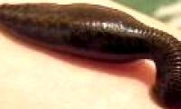 The startling discovery of leeches - the species has 32 brains