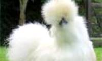 The strange beauty of Silkie chickens looks like