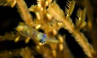 The strange behavior of a newly discovered squid species is extremely small, only 1cm