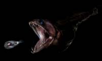 The strange fish can swallow prey 10 times heavier than itself