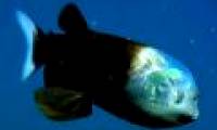 The strange fish has a penetrating head