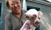 The strange pig has two snouts