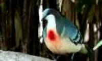 The strange pigeon with 'blood bleeding' in the chest