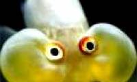 The strange sea monsters in the deep sea
