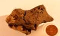 The strange stone was identified as a dinosaur brain fossil
