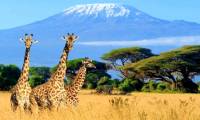 The strangest acts in the animal kingdom