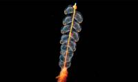 The strangest finds at the bottom of the ocean