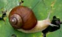 The strategy uses shells to respond to snail attacks