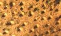 The super-wide clusters of English can be seen from the universe