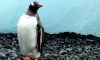 The surprising truth about Gentoo penguins