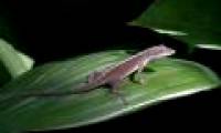 The tail lizard to become an acrobatic actor