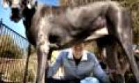 The tallest dog in the world died