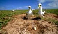 The Tasman crazy bird has never been extinct