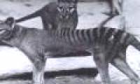 The Tasmanian tiger is about to be