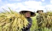 The technique to create rice varieties is higher than the head, yield 30 tons / ha