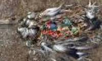 The terrifying truth behind the death of seabirds