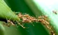 The 'terrifyingly scary' behavior of insects