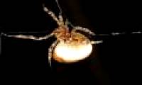 The 'threshing' spider catches like a western cowboy