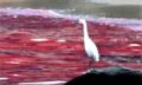The tide dyed red the Guangdong coast