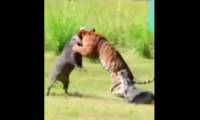 The tiger was fighting the wild boar when the crocodile suddenly appeared, what will happen?
