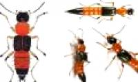 The toxicity of the three-chamber ants is 15 times stronger than the snake's venom