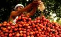 The toxin in litchi kills more than 100 Indian children each year