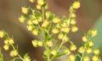 The traditional oriental medicine can help treat tuberculosis