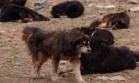 The Tragedy of the Tibetan Mastiffs