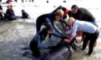 The tragedy of whales in South Africa