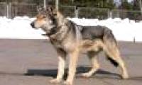 The trait of wolf dogs is not suitable for pets