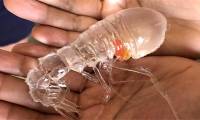 The transparent creature confused people, turned out not to be a shrimp and had a talent for hiding
