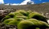 The tree conquers harsh cold on the Himalayan peak
