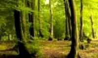 The trees that are most affected by climate change