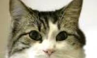 The truth about cats is the ability to predict death