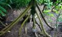 The truth about palm trees goes in Ecuador