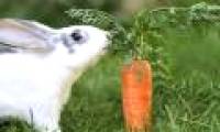 The truth about the concept of bunny likes to eat carrots
