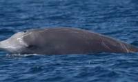 The truth about the creature that caused panic on Spanish beaches