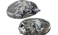 The truth about the world's top 'dinosaur gold mine' in China