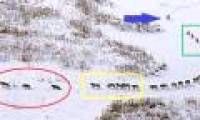 The truth behind the photo of a humorous wolf population is causing storms to the online community