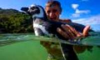 The truth behind the story The penguin passed 8,000km every year to visit the benefactor.