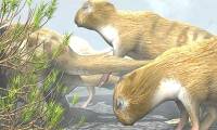 The truth that makes the scientific world semi-credible: Prehistoric rats were as big as today's horses?