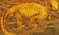 The turtle fossil has never been known